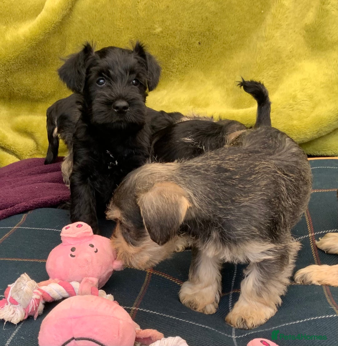 Miniature Schnauzer dogs for sale: Happy healthy miniature Schauzer puppies - Image 27