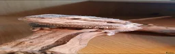 Bearded Dragon reptiles for sale: Bearded Dragon for Sale - Advert 5