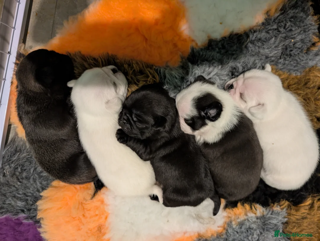 Pug dogs for sale: A beautiful litter of pugs  in Okehampton - Advert 1