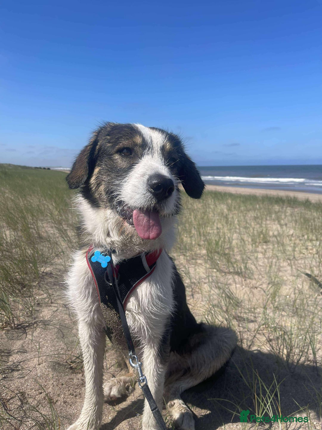 Mixed Breed dogs for adoption: Ringo is looking for a new home - Image 2
