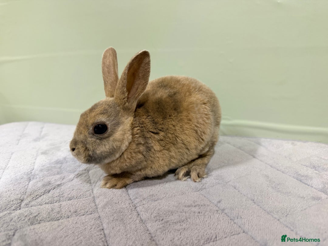 Rex rabbits for sale: Mini Rex’s 9 weeks old  - Advert 3