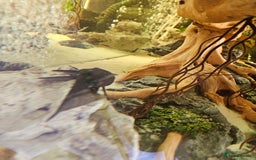 Fancy Goldfish fish for sale: Selection of fancy gold fish - Image 3