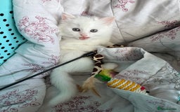 Ragdoll cats for sale: 2 left! Female Ragdoll mix kittens for sale  - Image 2