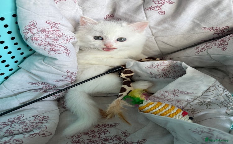 Ragdoll cats for sale - Advert 1