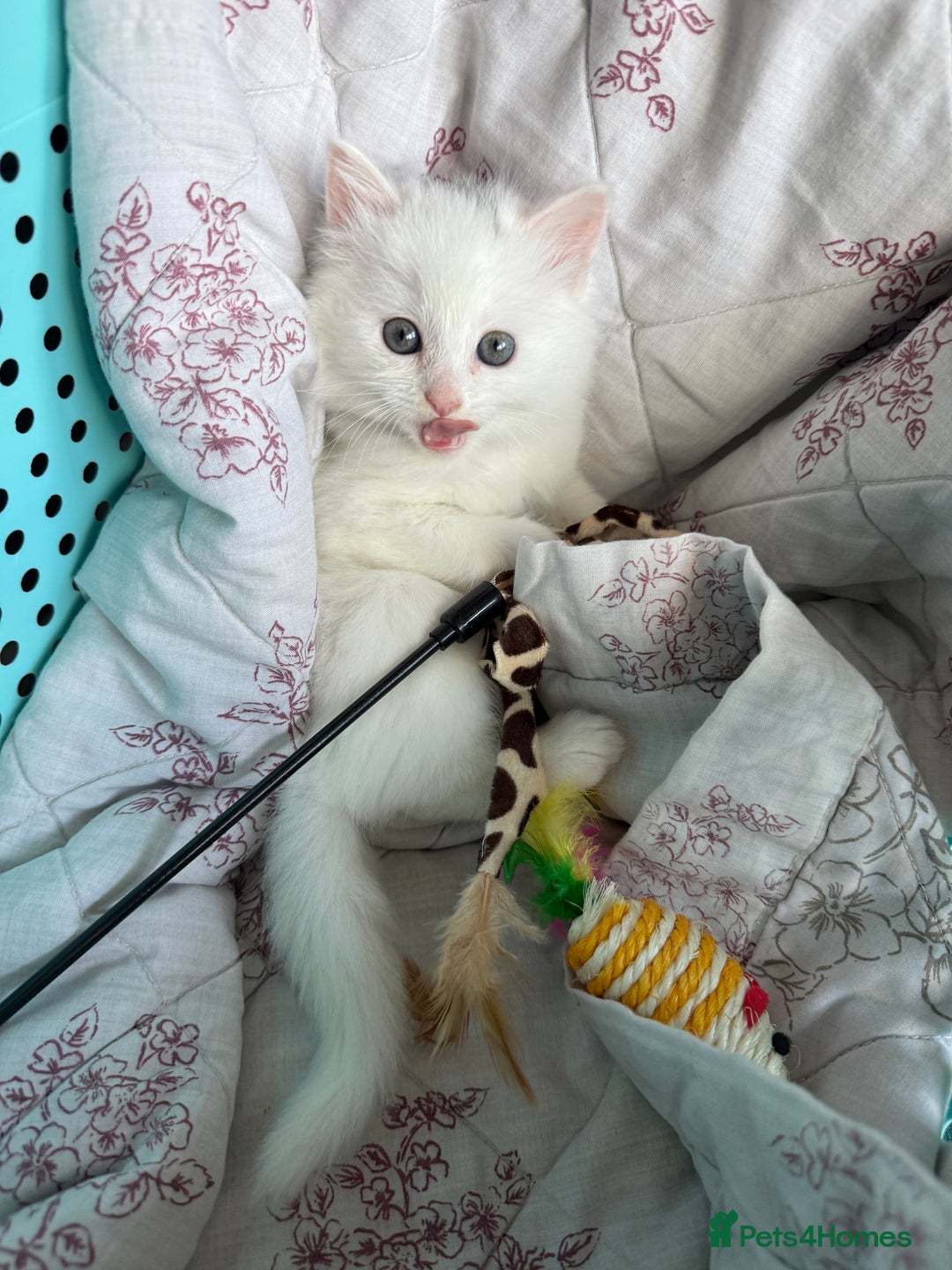 Ragdoll cats for sale: 2 left! Female Ragdoll mix kittens for sale  - Image 2