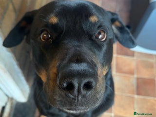 Rottweiler dogs 7 Rottweiler puppies available to loving homes - Advert 11