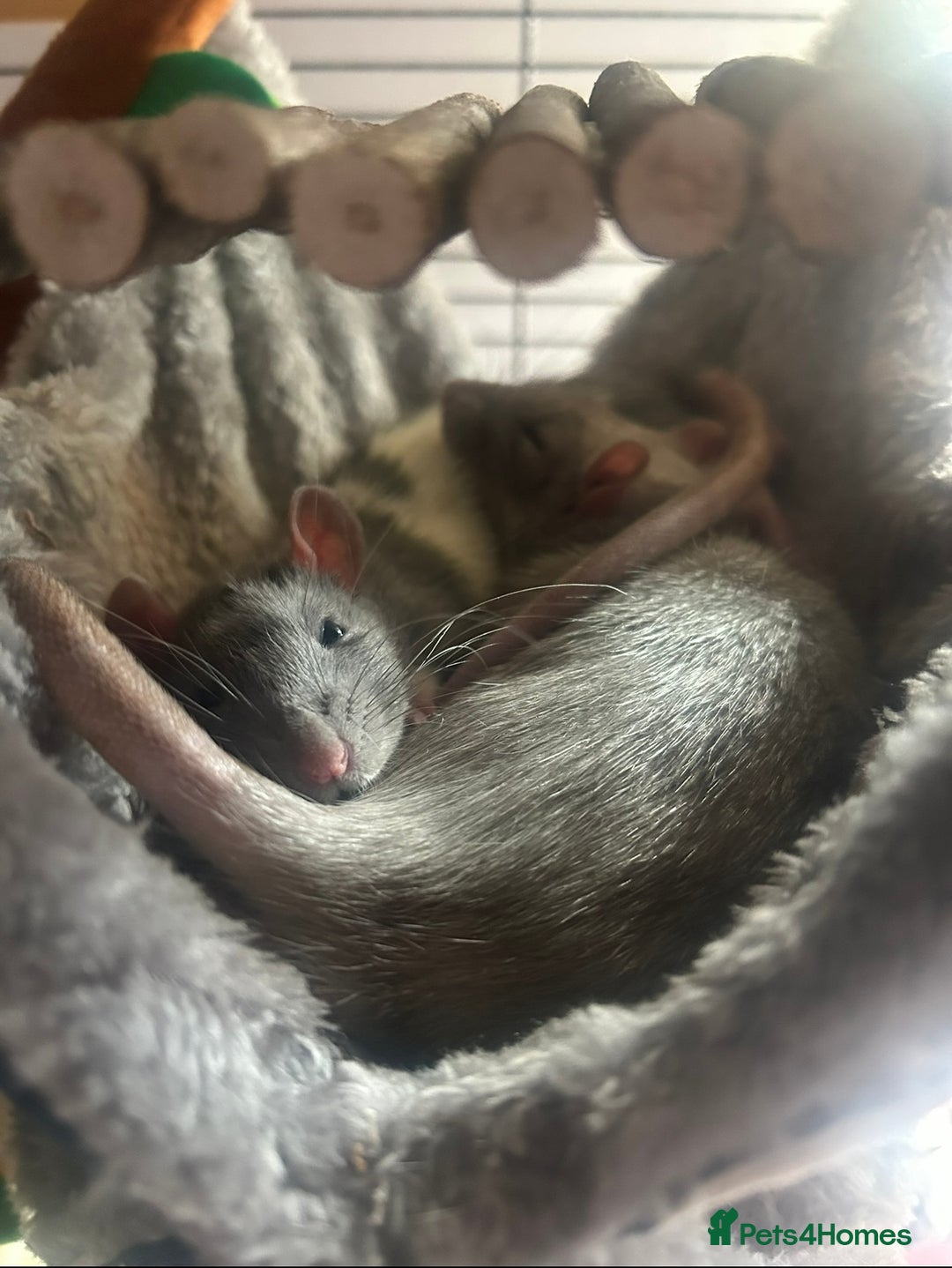 Rat rodents for sale: 4 1 year old boys  - Advert 2