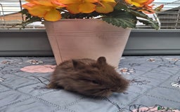 Mixed Breed rabbits for sale: Beautiful baby rabbits for sale - Image 4