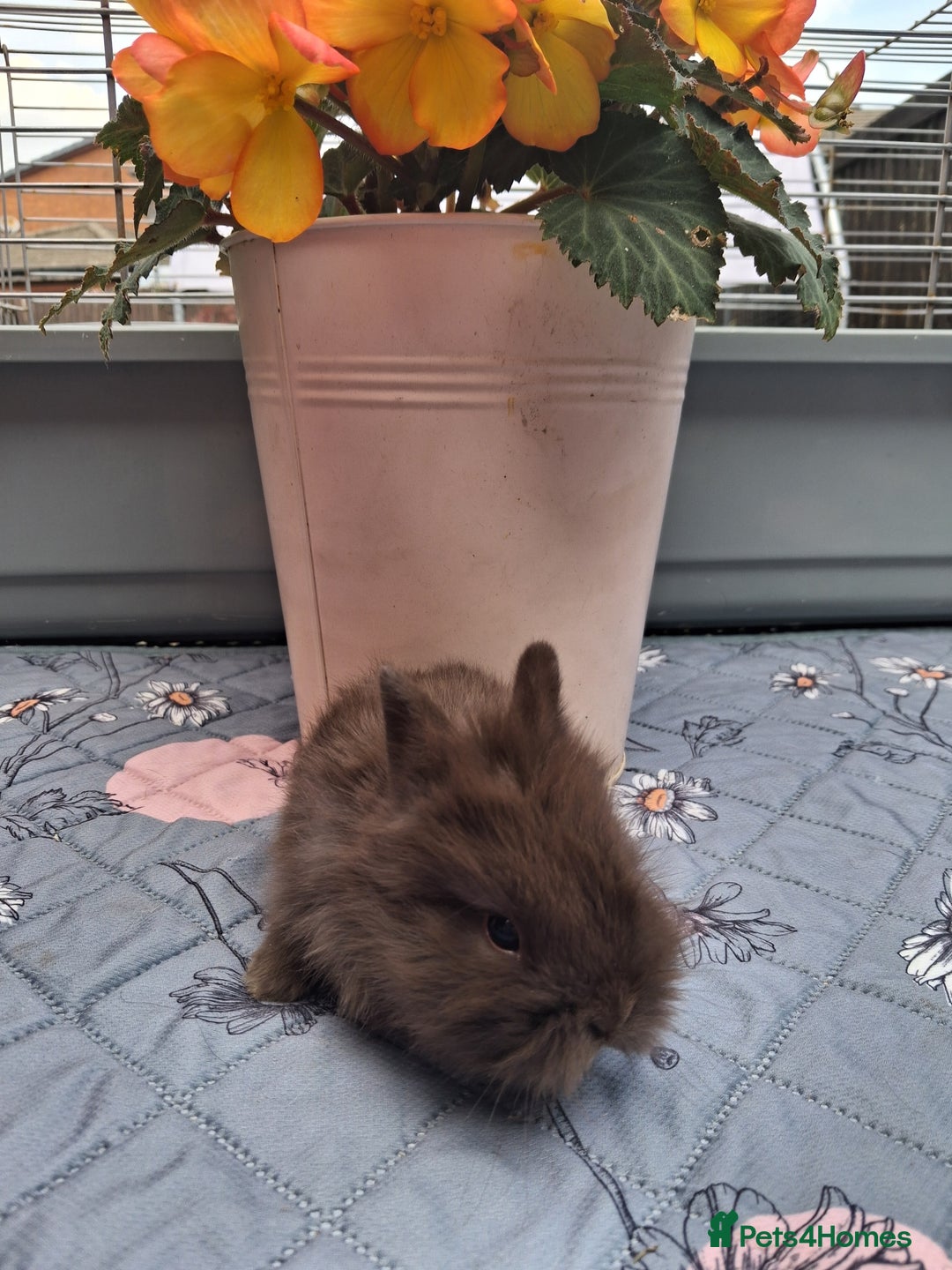 Mixed Breed rabbits for sale: Beautiful baby rabbits for sale - Image 4