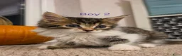 Mixed Breed cats for sale: ​🐾 6 Beautiful Kittens ready to go 💙🩷 - Advert 7