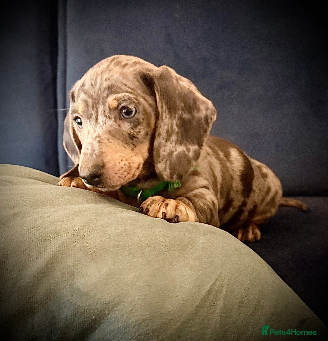 Miniature Dachshund dogs for sale: KC registered miniature Dachshund puppies  - Advert 19