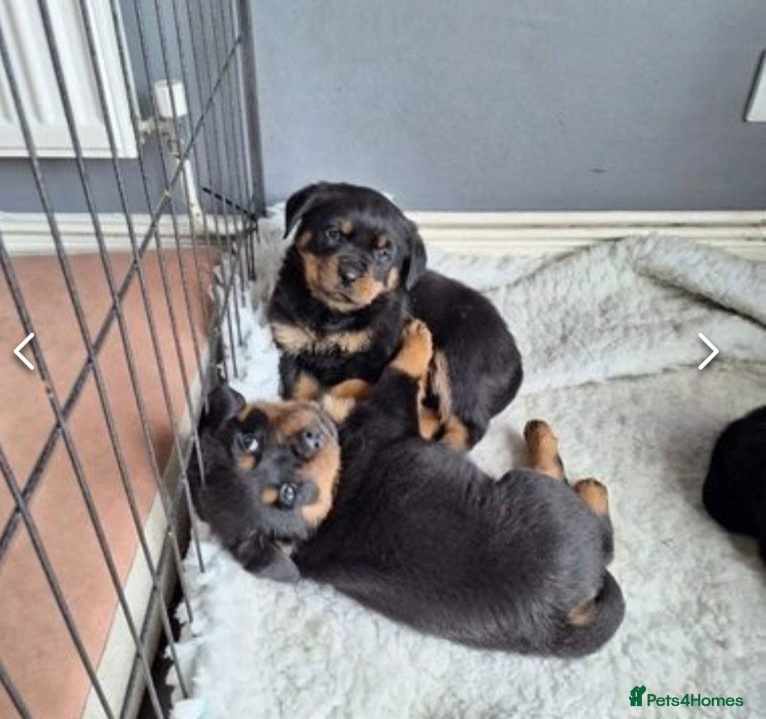 Rottweiler dogs for stud: Proven kc reg Health tested hip and elbow scored in Windsor - Image 16