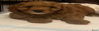 Cavapoo 1
