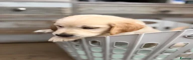 Golden Retriever 3