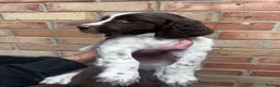 English Springer Spaniel dogs for sale: KC ESS - fully health tested parents.  - Advert 5