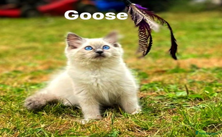 Ragdoll cats - Advert 2
