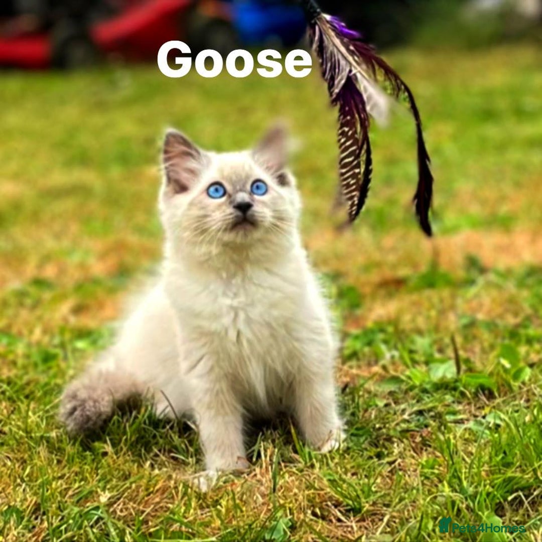 Ragdoll cats for sale: Beautiful TRIO OF TOP Gun Ragdolls - Image 1