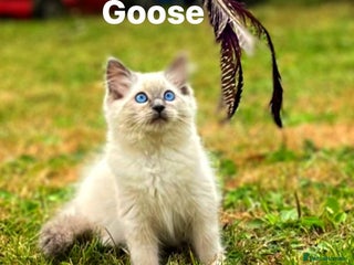 Ragdoll cats - Advert 25