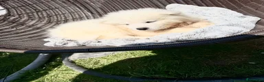Samoyed 1
