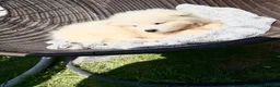 Samoyed dogs for sale: Beautiful Samoyed Puppies .    - Advert 13