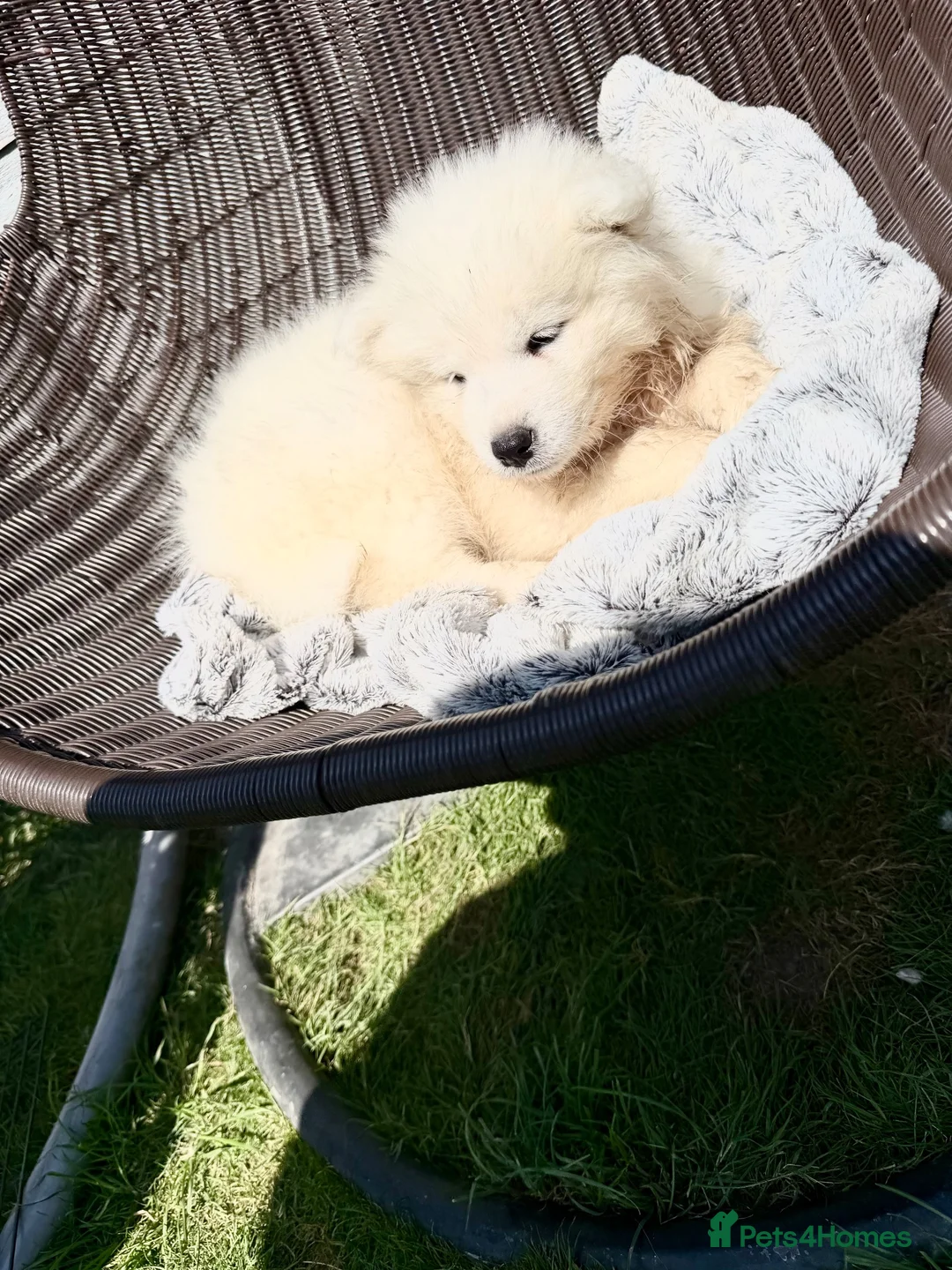 Samoyed dogs for sale: Beautiful Samoyed Puppies .    - Advert 13