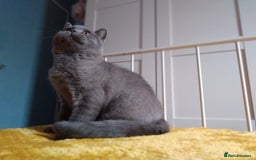 British Shorthair cats for sale: Beautiful British Shorthair kittens - Image 20