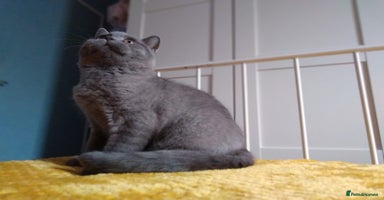 British Shorthair cats - Advert 2
