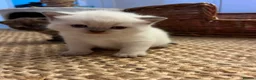 British Shorthair cats for sale: Beautiful British shorthair females  - Advert 5