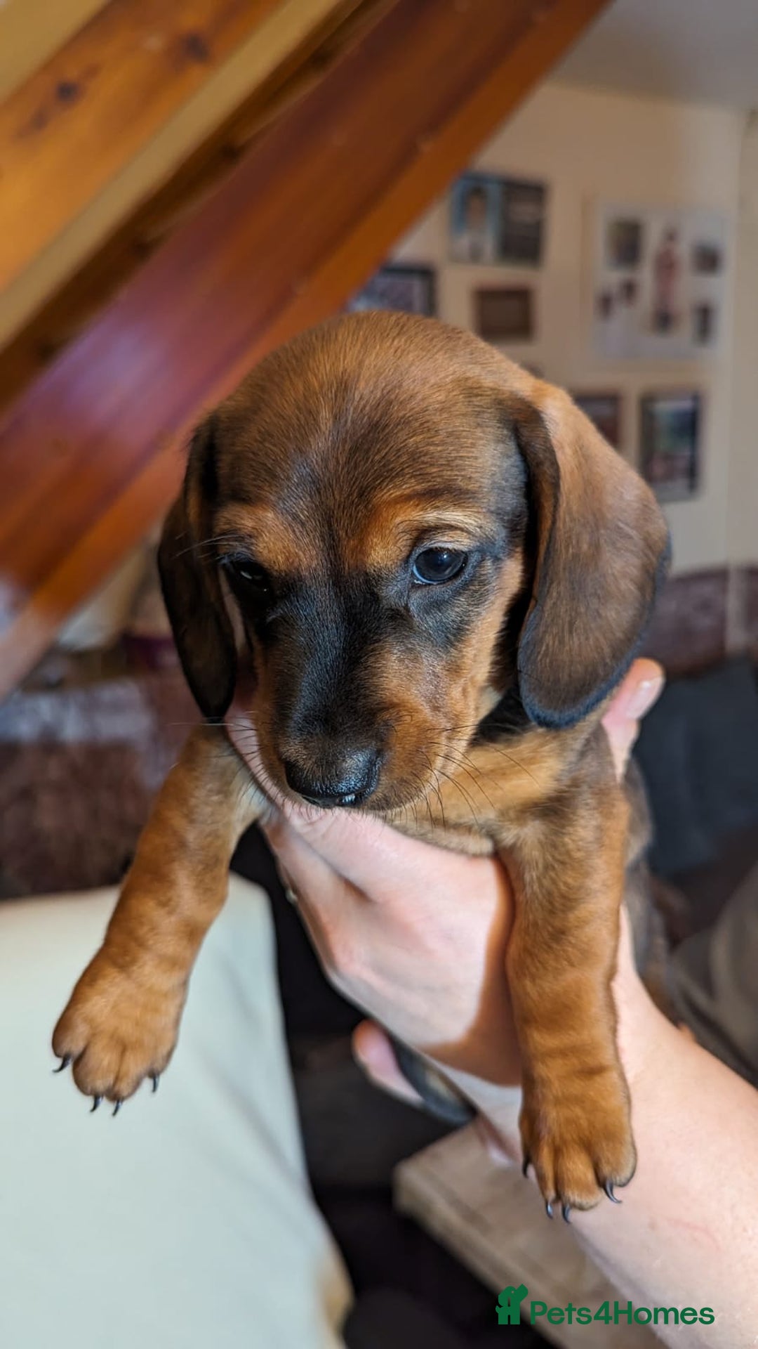 Dachshund dogs for stud: *STUD* mini in Romford - Advert 15