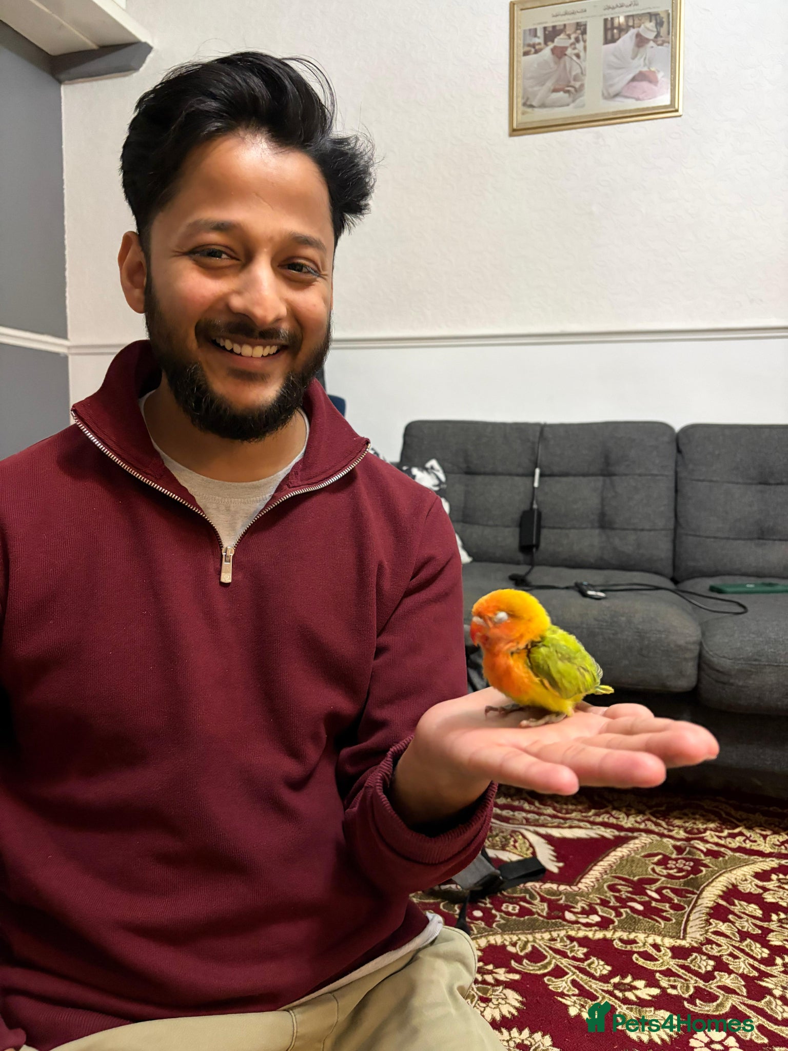 Lovebirds birds Lovebirds 🩷 | Babies & Breeding Pairs for Sale - Advert 1