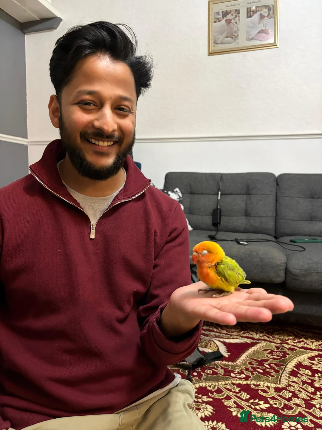 Lovebirds birds for sale: Lovebirds 🩷 | Babies & Breeding Pairs for Sale in York - Advert 1