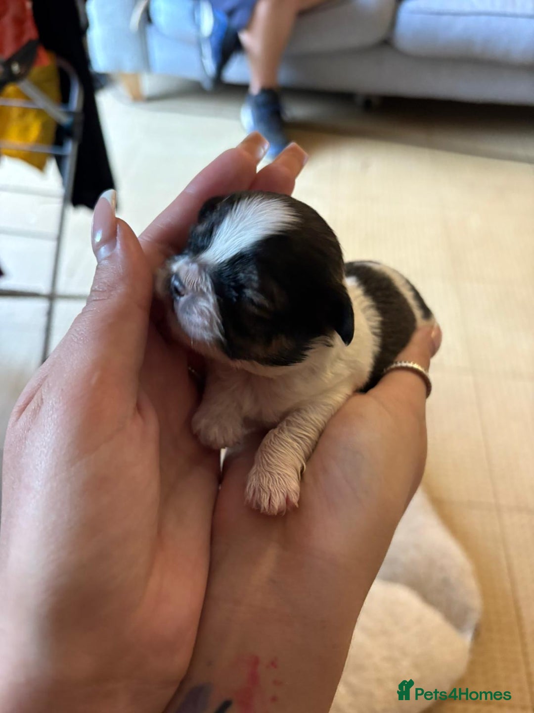 Mixed Breed dogs for sale: Shih Tzu X Frenchie - Image 1