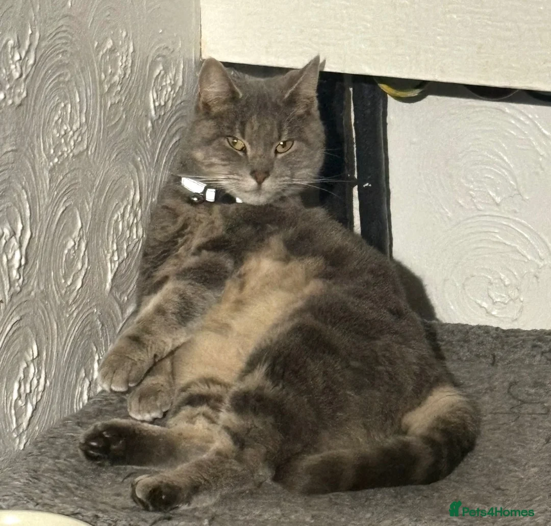 Domestic Shorthair cats for sale: Grey tabby female - 3 years old in Mexborough - Advert 10