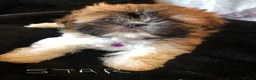 Shih Tzu dogs for sale: Beautiful Shih Tzu puppies  - Advert 17