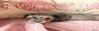 Miniature Dachshund 3