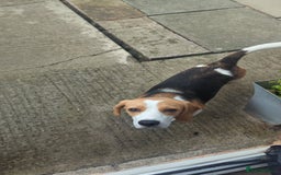 Beagle dogs for sale: Beagle for sale - Image 2