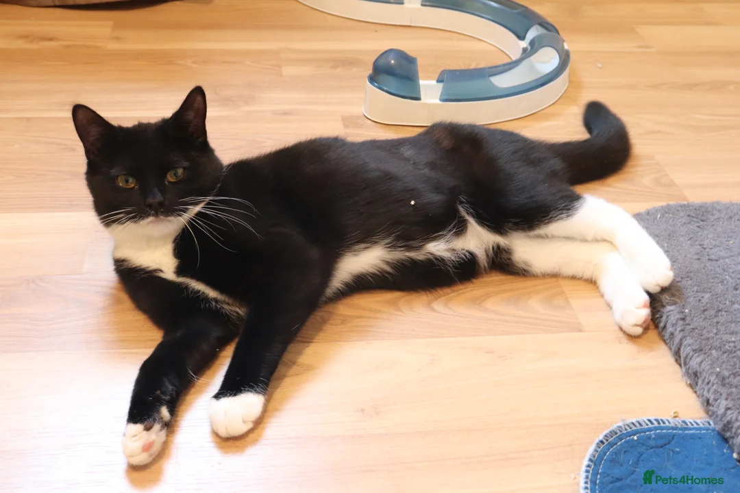 Domestic Shorthair cats for adoption: ADOPTION: Lizard & Bat in Liverpool - Advert 6