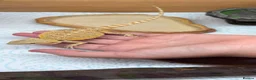 Bearded Dragon reptiles for sale: 13 week baby bearded dragon  - Advert 6