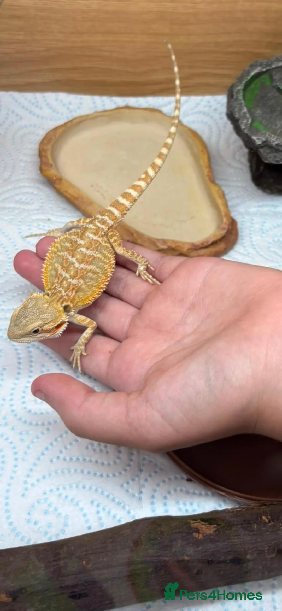 Bearded Dragon reptiles for sale: 13 week baby bearded dragon  - Advert 6