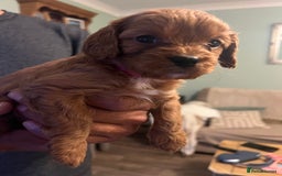 Cavapoo dogs for sale: Gorgeous Cavapoo's 2 available  - Image 21