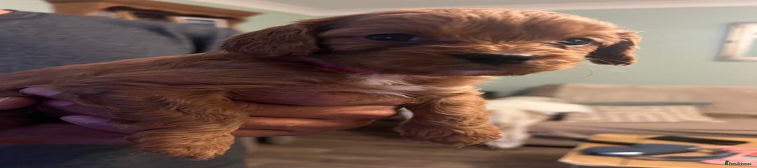 Cavapoo Puppy 2