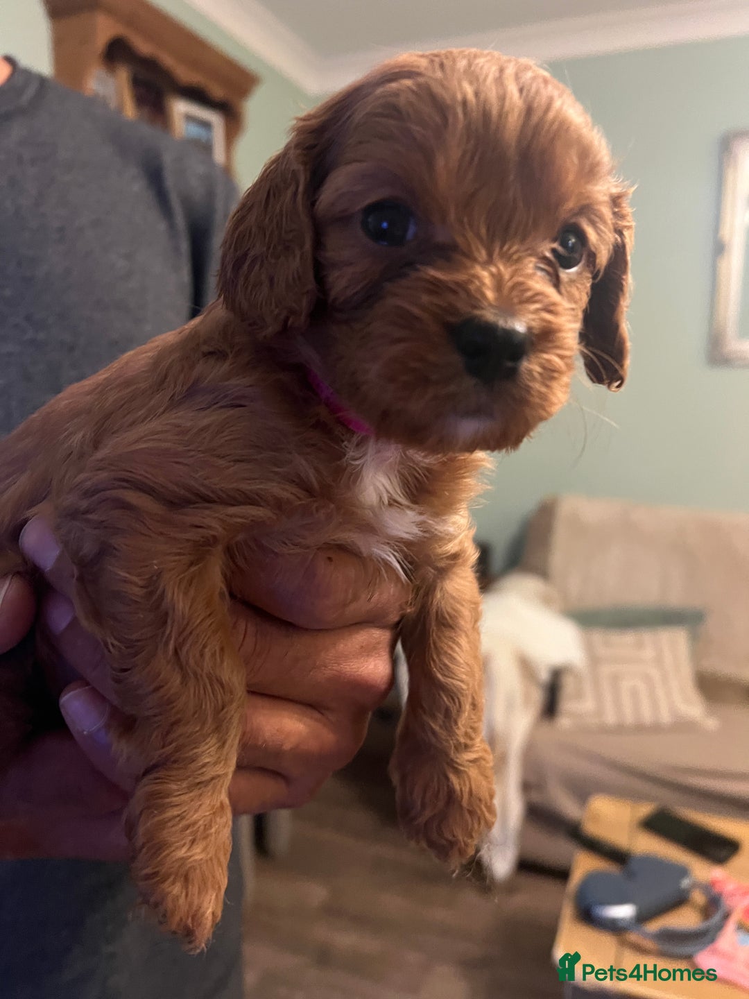 Cavapoo dogs for sale: Gorgeous Cavapoo's 2 available  - Image 21
