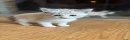 Ragdoll cats for sale: Ragdoll cross kittens  - Advert 25