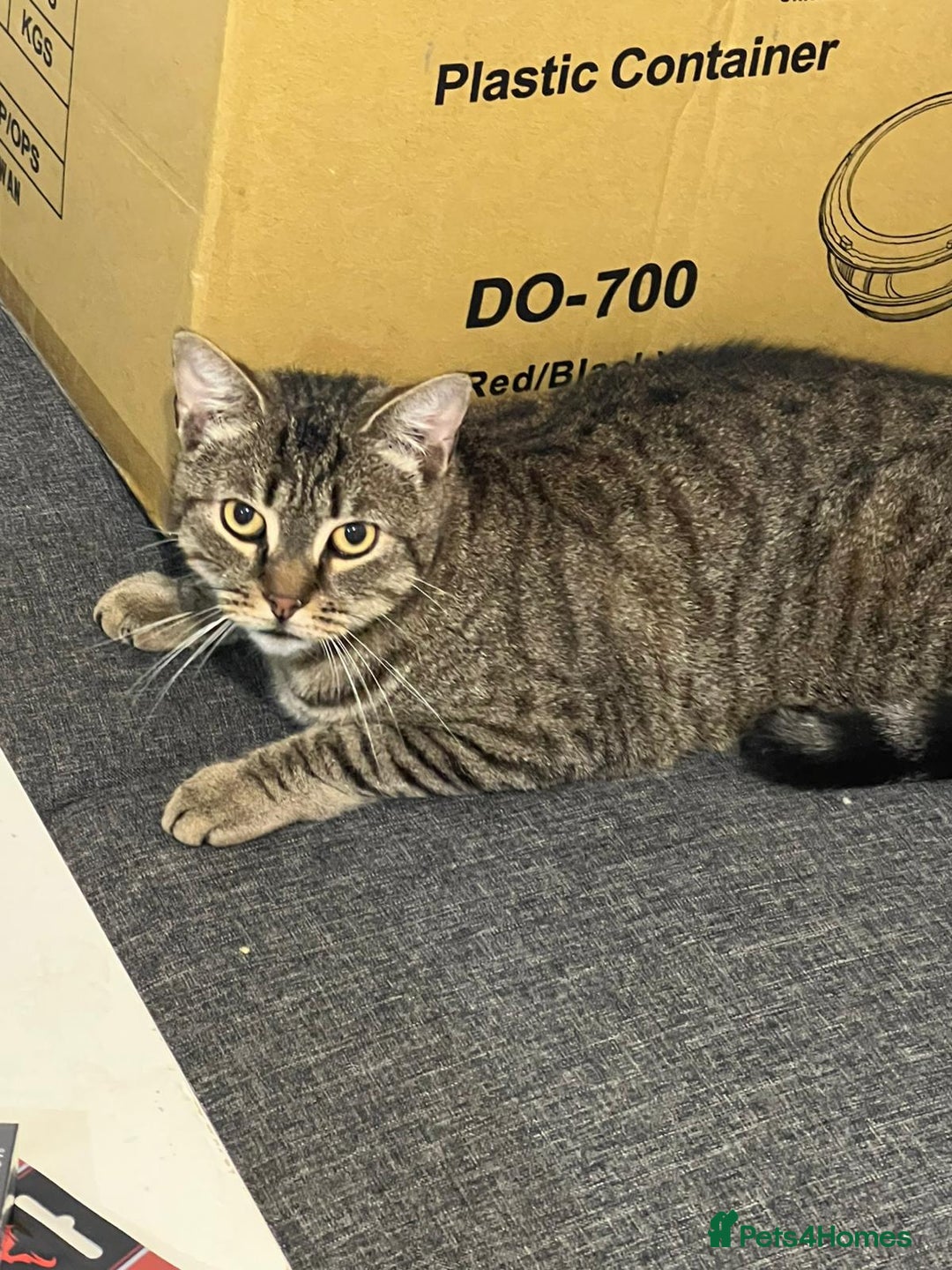 Mixed Breed cats for sale: Male cats - Image 2