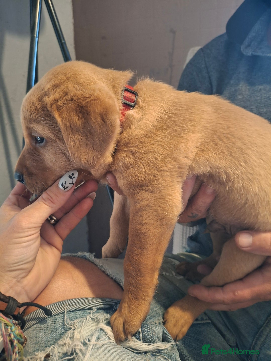 Labrador Retriever dogs for sale: Red 5th generation pedigree labrador  - Image 9