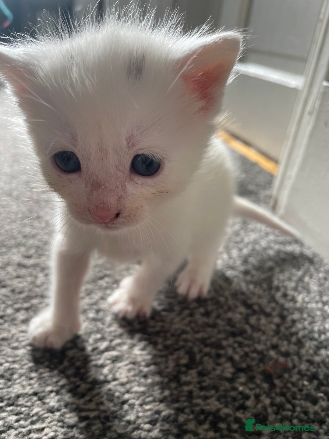 Abyssinian cats for sale: Kittens for sale!!! - Image 3