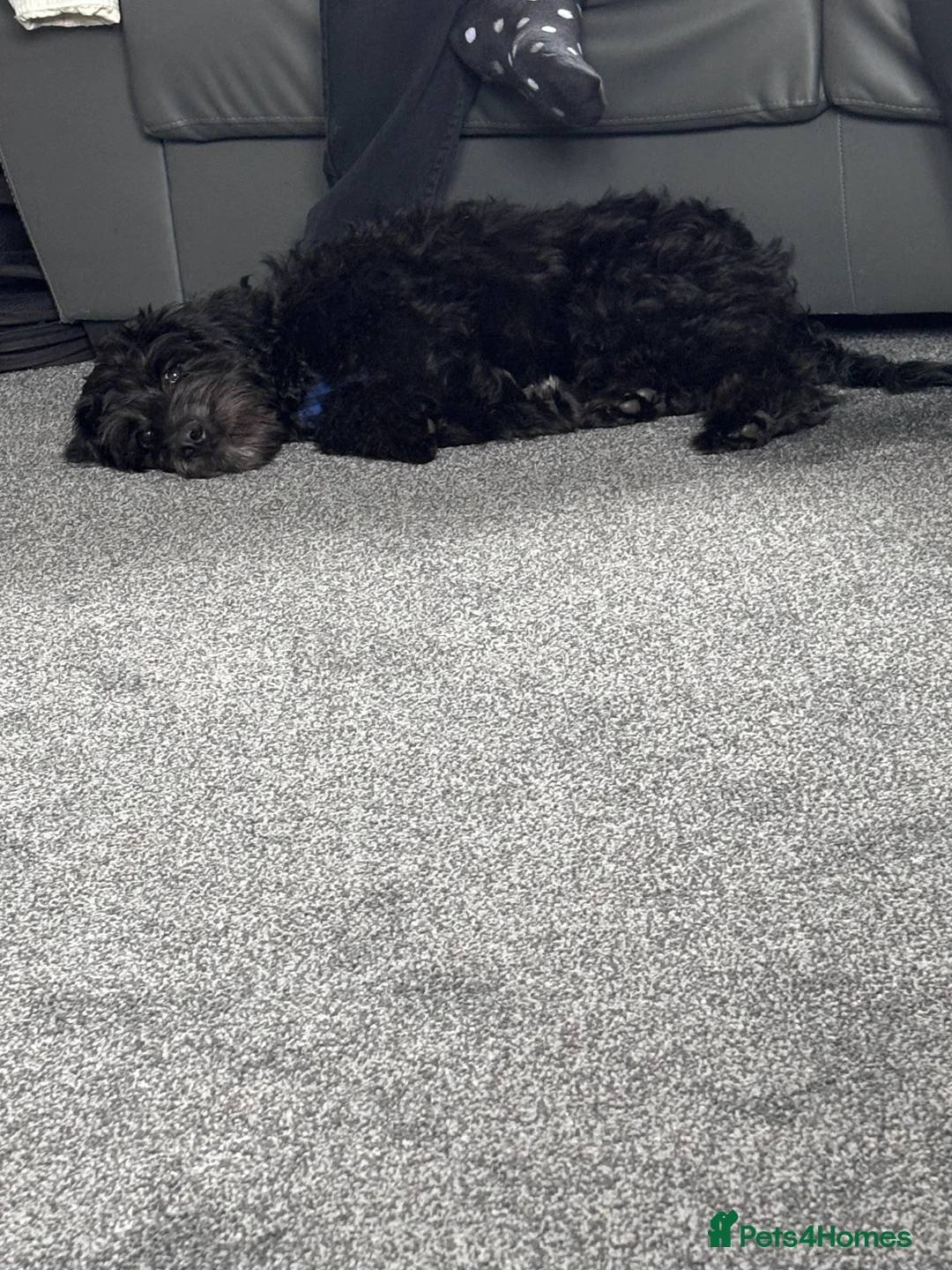 Labradoodle dogs for sale: 10 month old male labradoodle - Advert 4