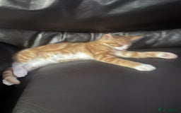 British Shorthair cats for sale: Male British Shorthaired Crossbreed For Sale - Image 7