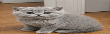 Kitten 1