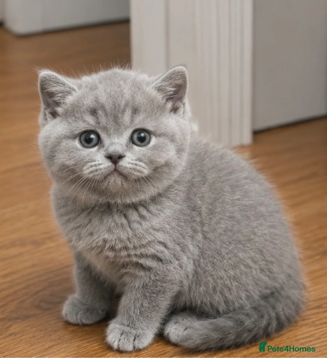 British Shorthair cats for sale: Beautiful British Shorthair Kittens - Advert 7